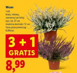 Lidl Wrzos oferta