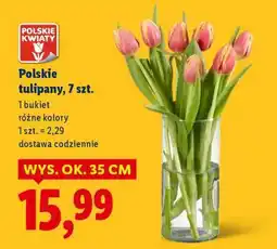 Lidl Polskie tulipany, 7 szt oferta