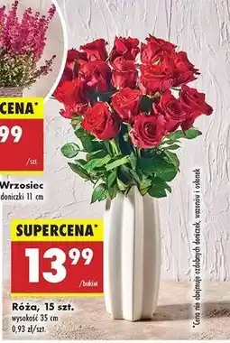 Biedronka Róża 35 cm oferta