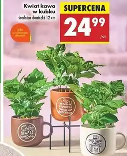 Biedronka Kwiat kawa w kubku oferta