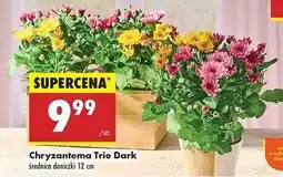Biedronka Chryzantema oferta