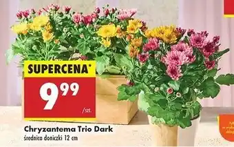Biedronka Chryzantema oferta