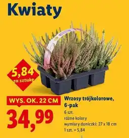 Lidl Wrzos trójkolorowy oferta