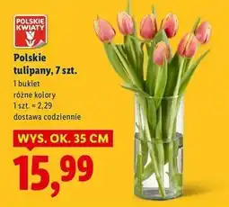 Lidl Tulipany oferta