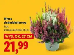 Lidl Wrzos siedmiokolorowy 14 cm oferta
