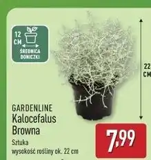 ALDI Kalocefalus browna 22 cm Gardenline oferta