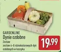 ALDI Zestaw dyni ozdobnych Gardenline oferta