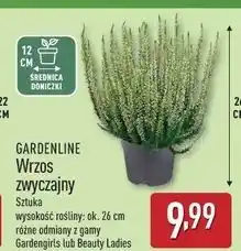 ALDI Wrzos zwyczajny 26 cm Gardenline oferta