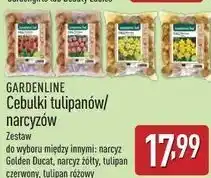 ALDI Cebulki tulipanów Gardenline oferta