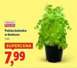 Lidl Kolendra w doniczce polska Lidl oferta