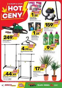 Bricomarche Roślina doniczkowa oferta