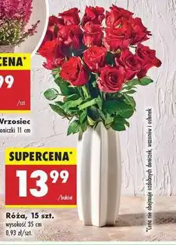 Biedronka Róźa 15 szt oferta