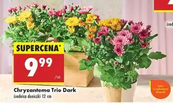 Biedronka Chryzantema Trio Dark oferta