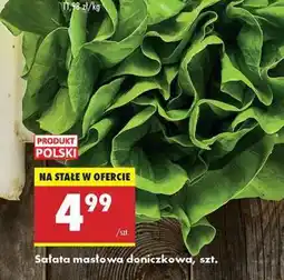 Biedronka sałata masłowa doniczkowa szt oferta