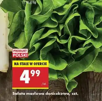Biedronka sałata masłowa doniczkowa szt oferta