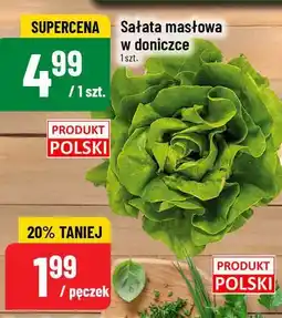 Polomarket Sałata masłowa w doniczce 1szt. POLOmarket oferta