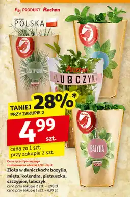 Auchan Zioła w doniczkach: bazylia, mięta, kolendra, pietruszka, szczypior, lubczyk Auchan oferta