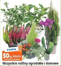 E.Leclerc Roślina domowa oferta