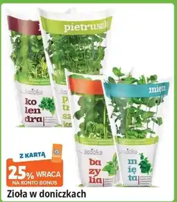 E.Leclerc Mięta Baziółka oferta