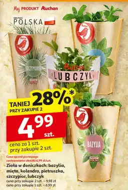 Auchan Mięta Auchan Różnorodne (Logo Czerwone) oferta