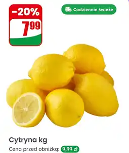 Dino Cytryna Dino oferta