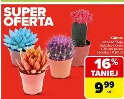 Carrefour Kaktus oferta