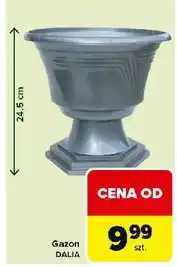 Carrefour Gazon dalia 26 x 24.5 cm Ok Katarzyna Ostrowska oferta