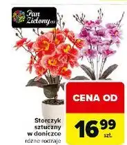 Carrefour Storczyk w doniczce mały Pan Zielony oferta