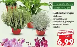 Kaufland Roślina kwitnąca, zielona oferta