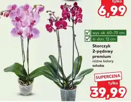 Kaufland Storczyk 2-pędowy premium oferta