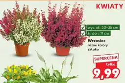 Kaufland Wrzosiec oferta