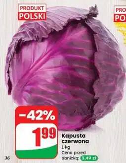 Dino Kapusta czerwona polska oferta