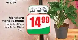 Dino Monstera monkey mask 25 cm oferta