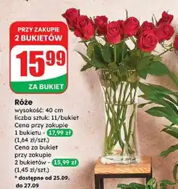Dino Róże 40 cm oferta