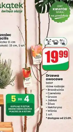 Dino Wiśnia oferta