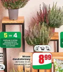 Dino Wrzos dwukolorowy oferta