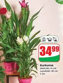 Dino Kurkuma don. 14 cm oferta