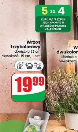 Dino Wrzos trzykolorowy oferta