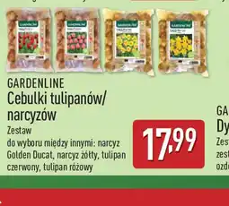 ALDI Cebulki tulipanów/narcyzów Gardenline oferta