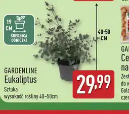 ALDI Eukaliptus Gardenline oferta