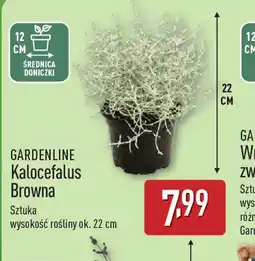 ALDI Gardenline Kalocefalus Browna oferta
