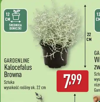 ALDI Gardenline Kalocefalus Browna oferta