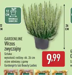 ALDI Wrzos zwyczajny Garden Line oferta