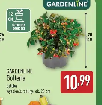 ALDI Gardenline Golteria oferta