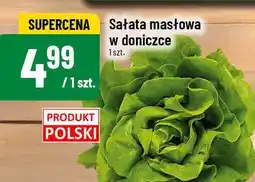 Polomarket Sałata masłowa w doniczce 1szt. POLOmarket oferta