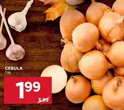 Stokrotka Cebula 1kg Stokrotka oferta