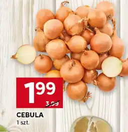 Stokrotka Cebula 1 szt. Stokrotka oferta