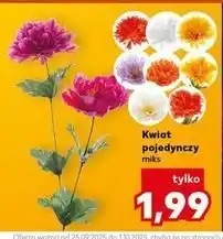 Kaufland Kwiat pojedynczy oferta