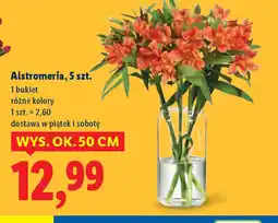 Lidl Alstromeria oferta