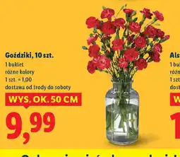Lidl Goździki oferta